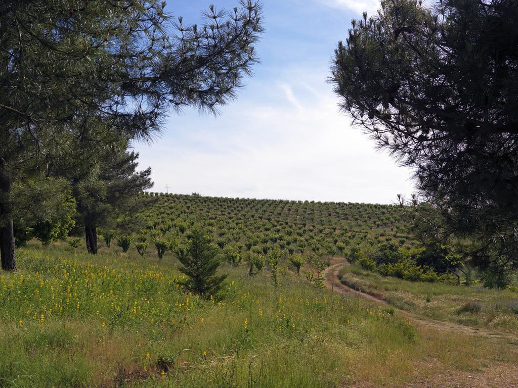 Quinta Da Pereira